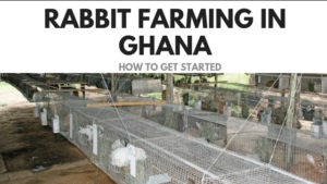 Rabbit Farming In Ghana