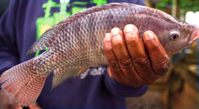 Tilapia Farming In Ghana: How To Get Started (2023)