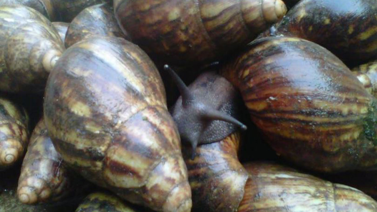 snail farming in Ghana
