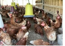 List of Poultry Farms in Ghana