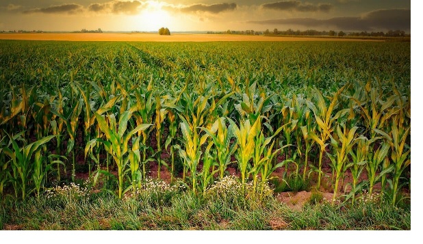 A Beginners’ Guide to Maize Production in Ghana