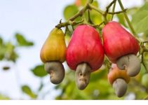 Cashew Production in Ghana: A Guide for Beginners