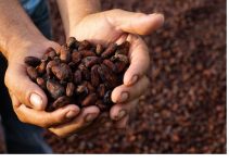 Cocoa Production in Ghana: Step by Step Guide