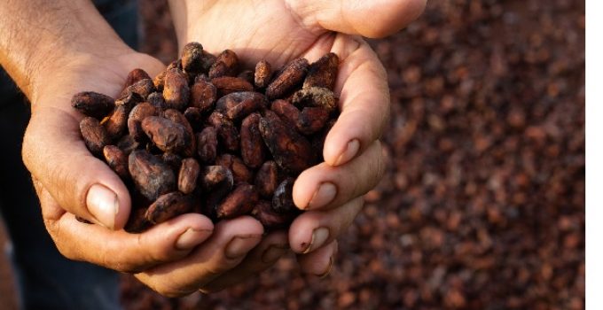 Cocoa Production in Ghana: Step by Step Guide
