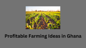 Profitable Farming Ideas in Ghana