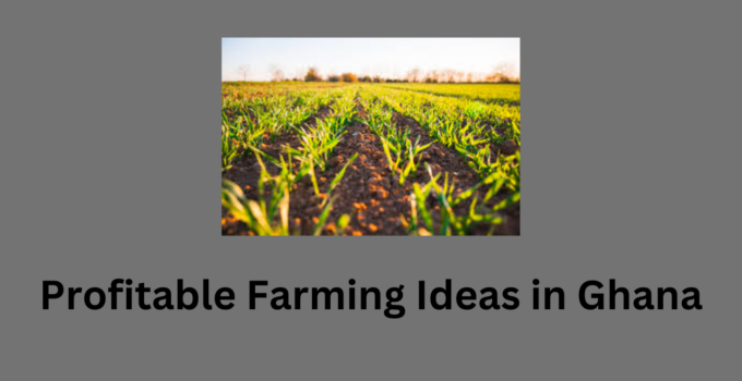 Profitable Farming Ideas in Ghana