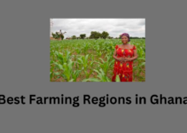 Best Farming Regions in Ghana
